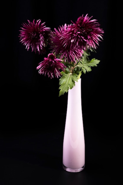 Lila Chrysanthemenstrauß in rosa Glasvase auf dunklem Hintergrund. Herbstblumenhintergrund