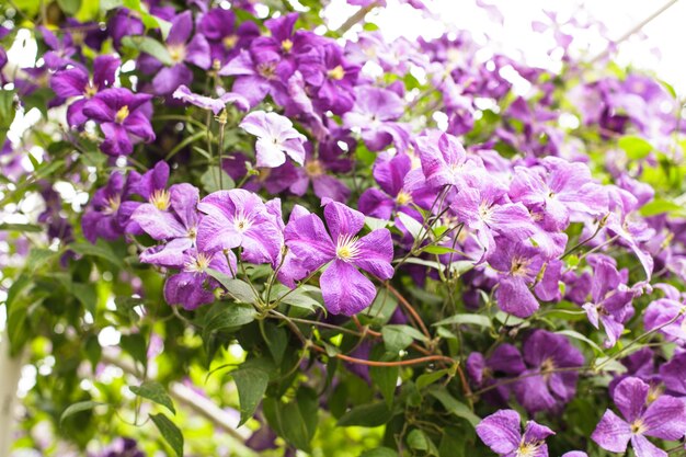 Lila Clematis am Bogen im Garten