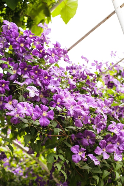 Lila Clematis am Bogen im Garten