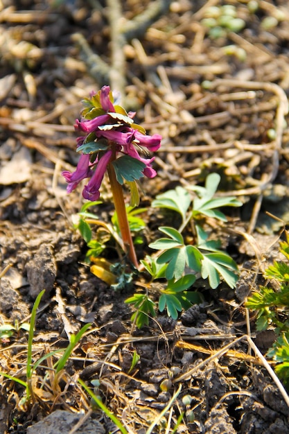 Lila Corydalis-Blüte im Frühling