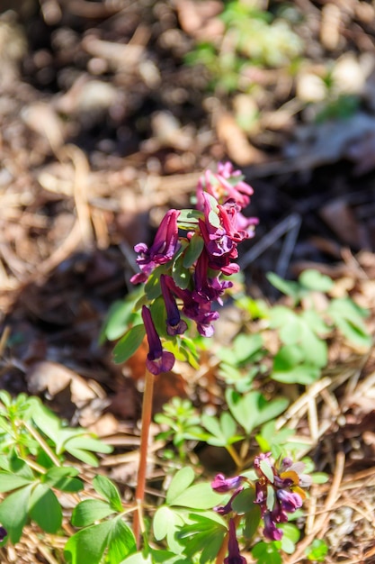 Lila Corydalis-Blumen im Wald im Frühling