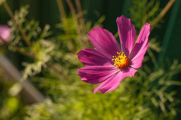 Lila Cosmea-Blume wächst im Sommer im Garten mit verschwommenem Hintergrund