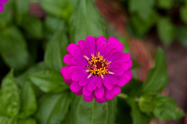 Lila Cynia im Garten