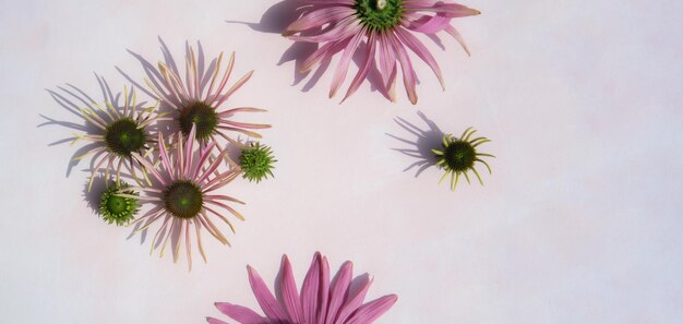 Lila Echinacea-Blüten auf rosa Hintergrund Poster Postkartenartikel