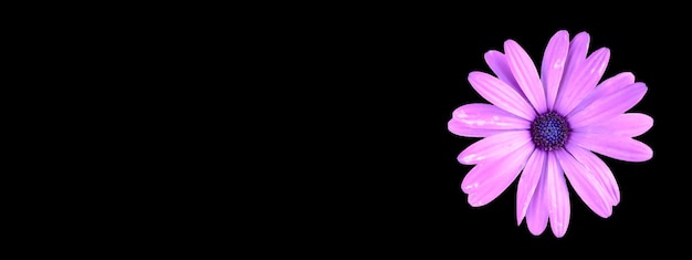 Lila Farbe afrikanische Gänseblume isoliert auf schwarzem Hintergrund Header oder Web-Banner-Design