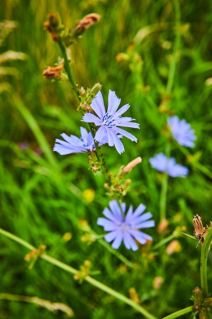 Lila Feldblumen im Detail umgeben von Grün