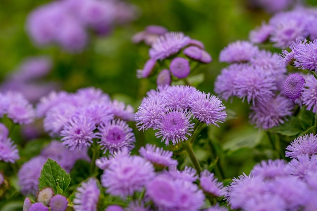 Lila flauschige Blumen von Ageratum an einem sonnigen Sommertag Makrofotografie.