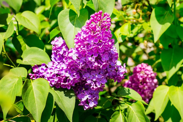 Lila Fliederblumen, umgeben von grünen Blättern. Fliederblüte