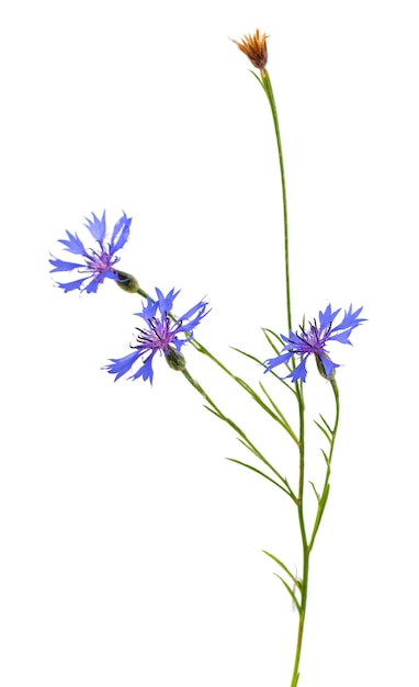 Lila Flockenblume Blumen isoliert auf weißem Hintergrund Blaue wilde Kornblumenkraut oder Junggesellenknopfblume