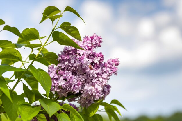 Lila floreciente en la primavera