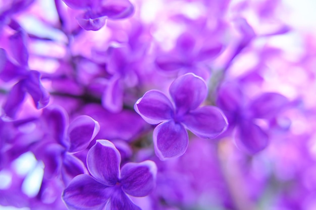 Lila floreciente en rayos brillantes sunHermoso fondo lila de primavera con flores