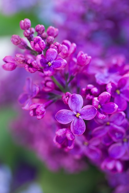 Lila frische Blumen hautnah, flacher Fokus