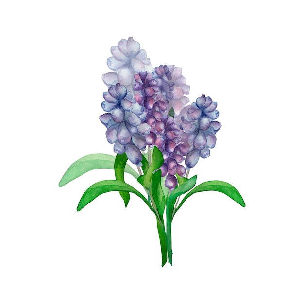 Lila Frühlingsblumen Aquarell Blumenstrauß aus Muscari