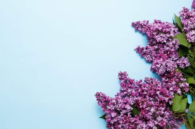 Lila Frühlingsblumen auf blauem Hintergrund