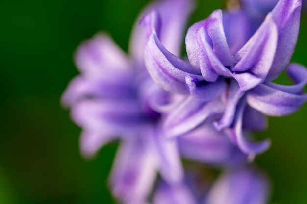 Lila Frühlingsblumen auf grünem Hintergrund. Hyazinthen Nahaufnahme, Texturen.