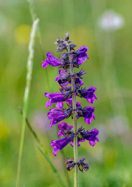 Lila Frühlingsblumen im Berg in der Nähe des Gardasees