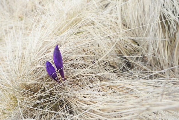 Lila Frühlingsblumen im trockenen Gras