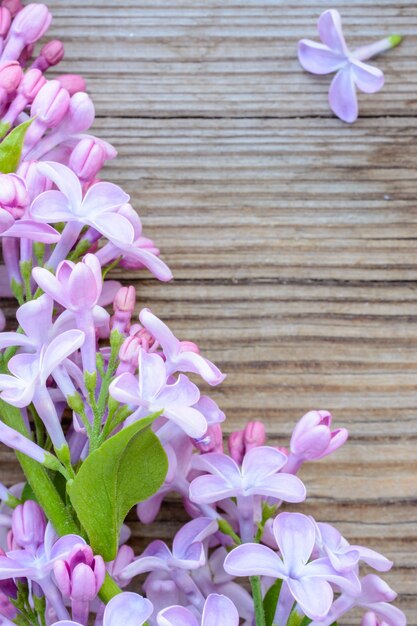 Lila Frühlingsblumen mit grünem Blatt auf rustikalem Hintergrund dekorativer Grenzkopienraum flach.