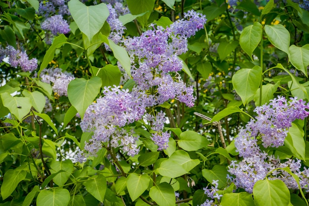 Lila Frühlingsblumen