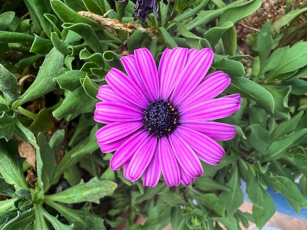 Lila Gänseblümchen im Garten