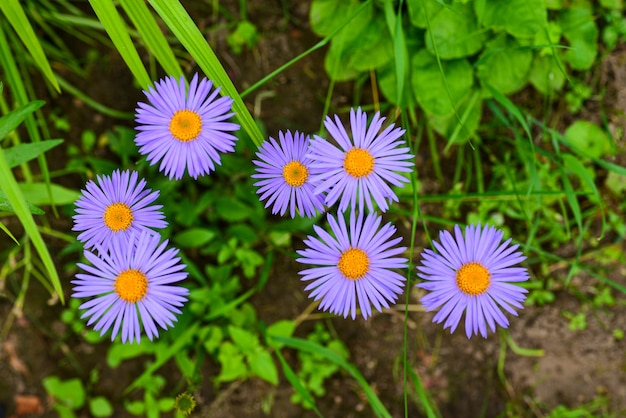 Lila Gänseblümchenblumen im Garten