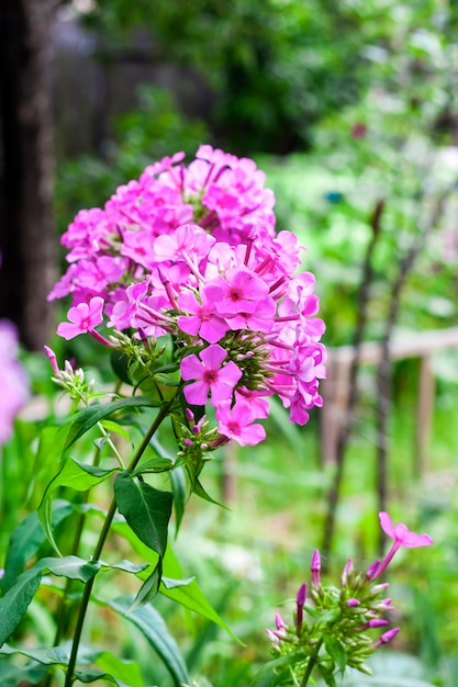 Lila Garten-Phlox-Nahaufnahme auf grüner Lauboberfläche