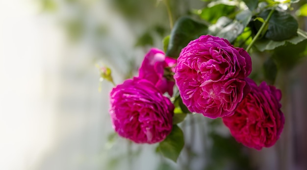 Lila Gartenrosen der Nahaufnahme blühen auf den Büschen am sonnigen Tag des Sommers kopieren und einfügen