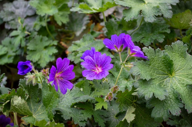 Foto lila geranium blumen