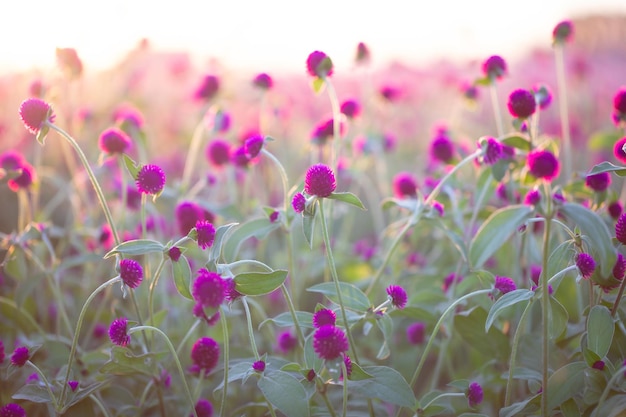 Lila Globe Amaranth oder Bachelor Button Blume im Garten für den Hintergrund. unscharfer Hintergrund