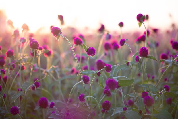 Lila Globe Amaranth oder Bachelor Button Blume im Garten für den Hintergrund. unscharfer Hintergrund