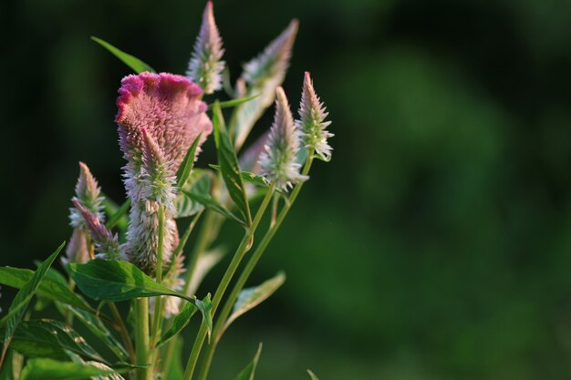 Lila Glocke auf der Natur