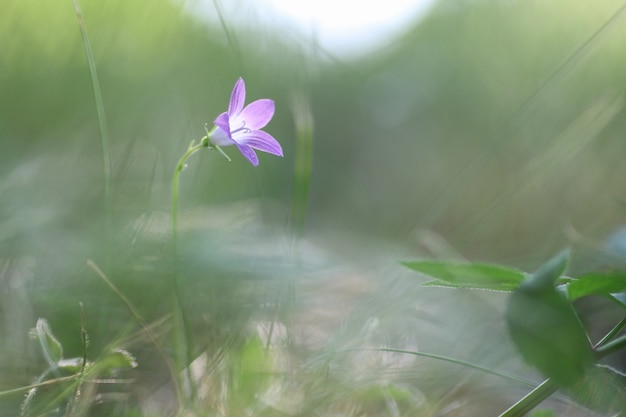 Lila Glocke auf der Natur