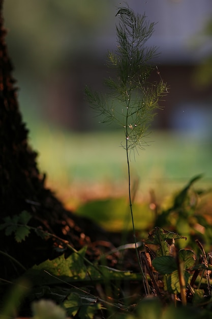 Lila Glocke auf der Natur