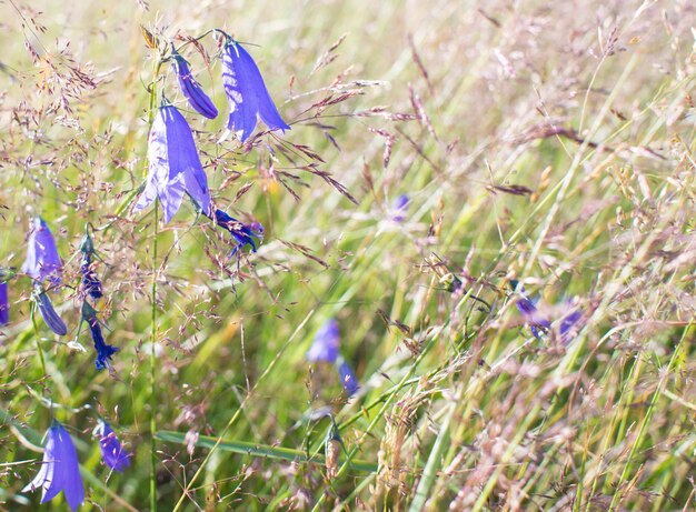 Lila Glocken im Feld vor dem Hintergrund des faulen Grases