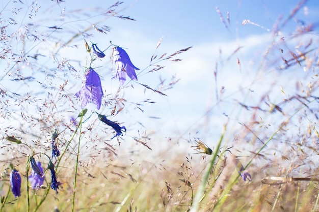 Lila Glocken im Feld vor dem Hintergrund des faulen Grases