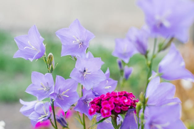 Lila Glocken und rosa türkische Gartennelke im Garten im Sommer. Tiefenschärfe