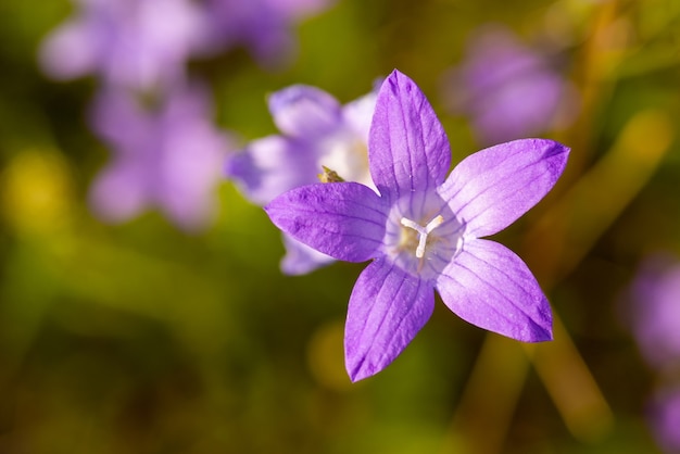 Lila Glockenblume bei sonnigem Wetter, Fokus auf Blütenblätter, Nahaufnahme. Blumensommerkonzept, frische Blüte von Glockenblumen.