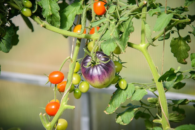 Foto lila große tomate und rote reife und unreife kirschtomaten, die auf einem ast in einem gewächshaus wachsen.