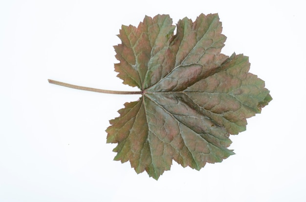 Lila Heuchera-Blatt isoliert auf weißem Hintergrund. Studiofoto.