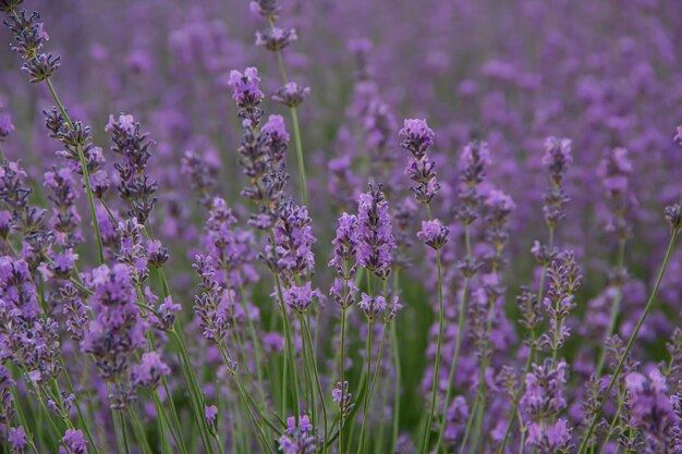 Lila Hintergrund der frischen Lavendelblumen