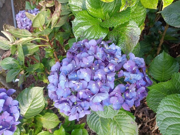 Lila Hortensienblüten werden tagsüber bei ziemlich heller Beleuchtung aufgenommen