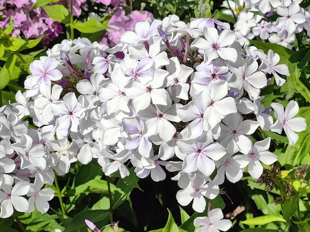 Lila Hydrangea-Blume blüht im Frühlings- und Sommergarten. Schöner Hortensienbusch von Blumen