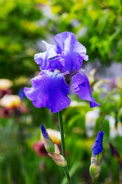 Lila Iris im Garten zwischen Grün und Blumen