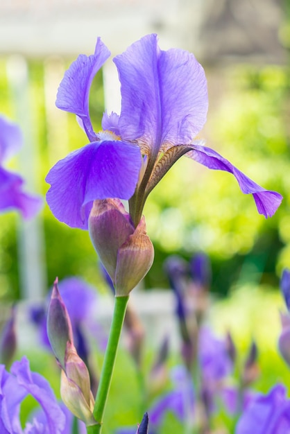 Lila Irisblüte in grünen Blättern an einem Sommertag