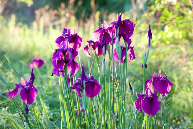 Lila Irisblüten im Morgenlicht