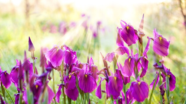 Lila Irisblüten im Morgenlicht