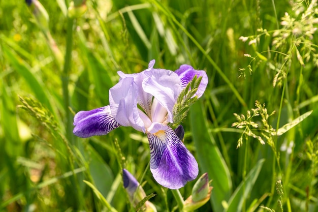 Lila Irisblume hautnah im Garten