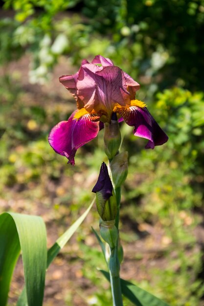 Lila Irisblumen auf Blumenbeet