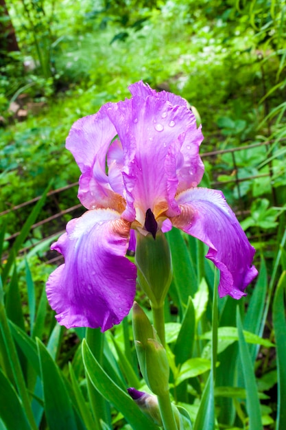 Lila Irisblumen-Nahaufnahme auf grünem Garten