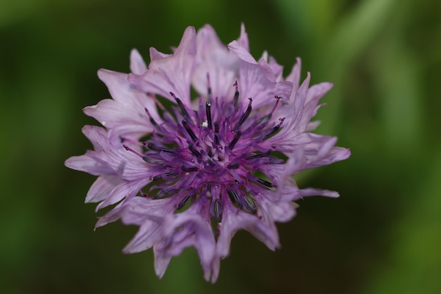 Foto lila kornblumen-makro